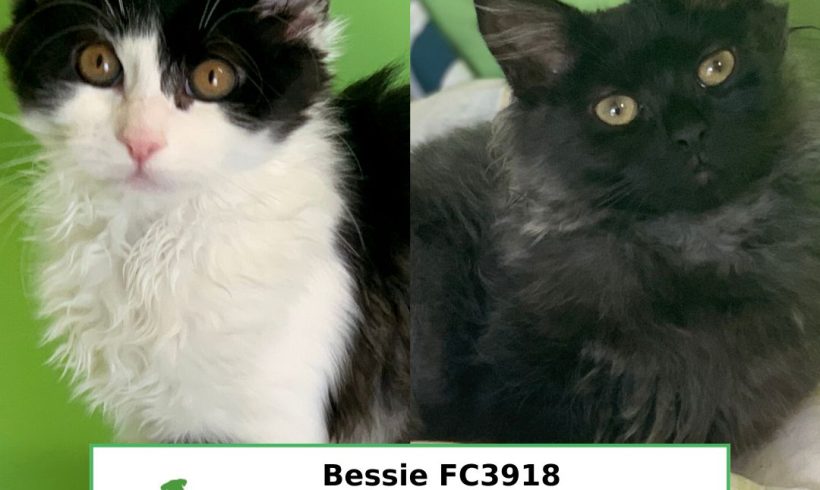 Bessie & Mace (Adopted)