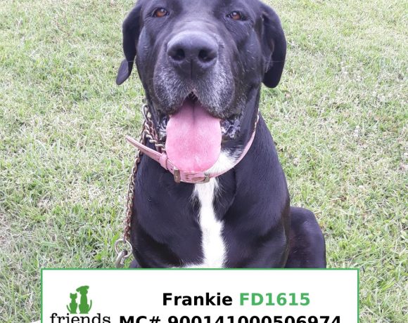 Frankie (Adopted)