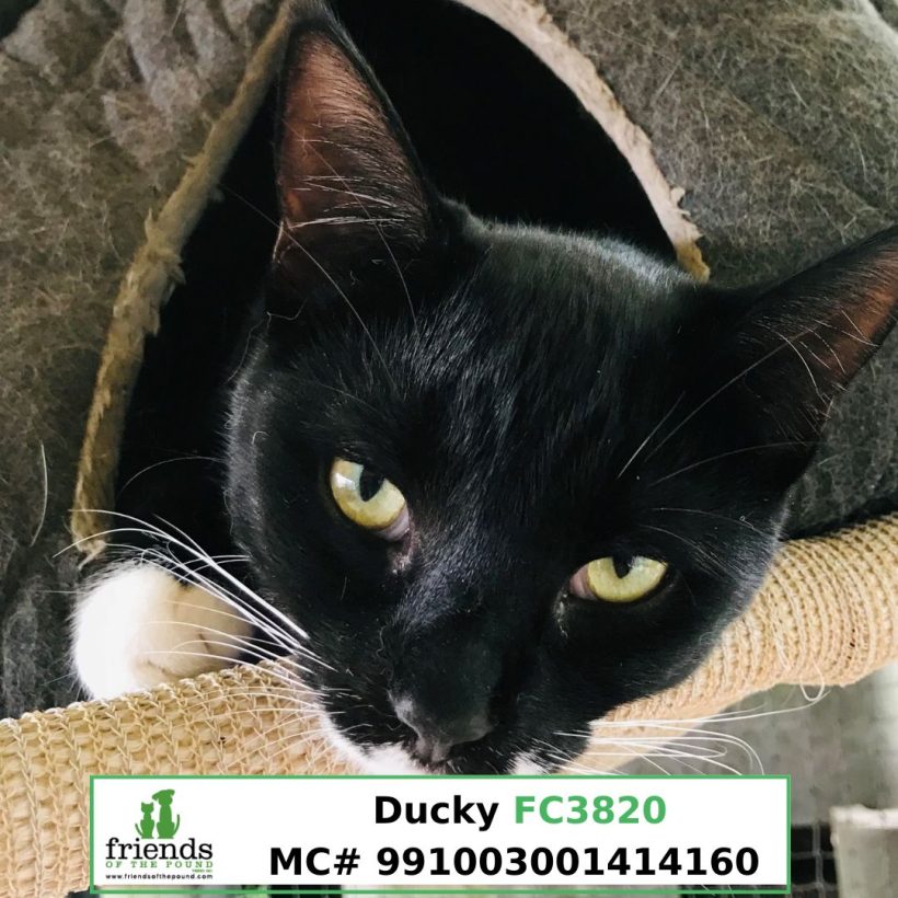 Ducky (Adopted)
