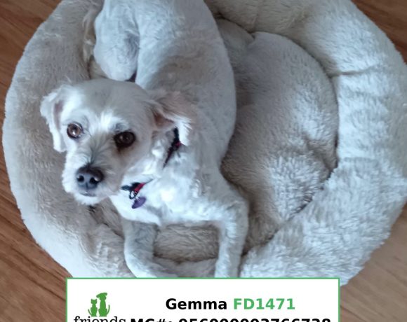 Gemma (Adopted)
