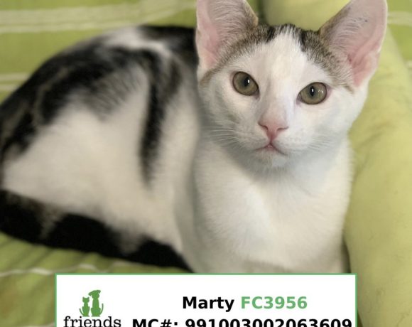 Marty (Adopted)