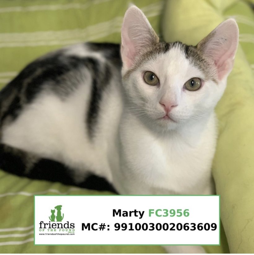 Marty (Adopted)