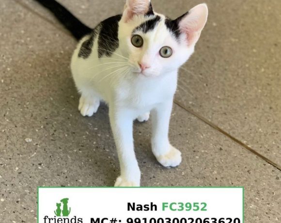 Nash (Adopted)