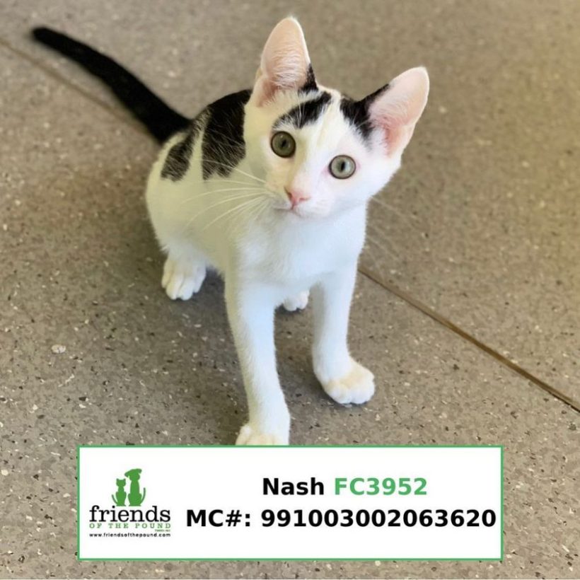 Nash (Adopted)