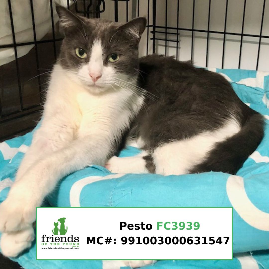 Pesto FC3939