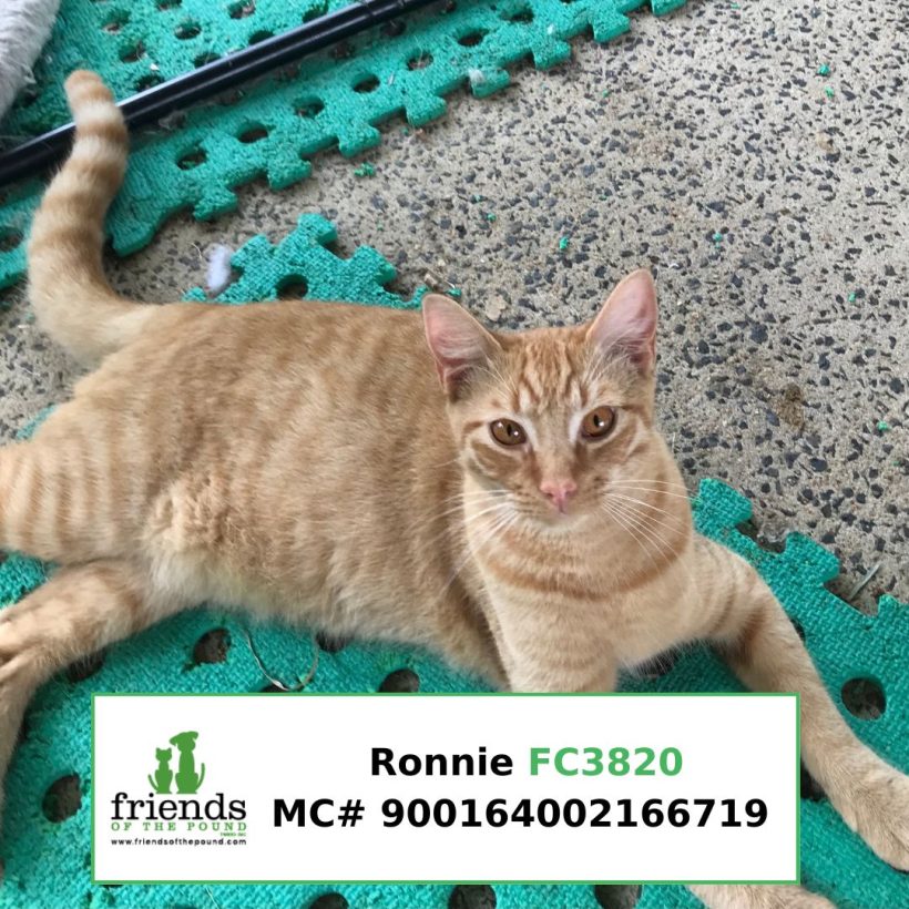 Ronnie (Adopted)