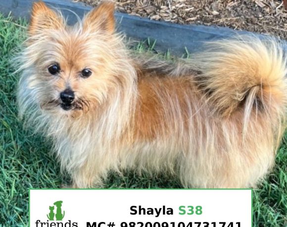 Shayla (Adopted)