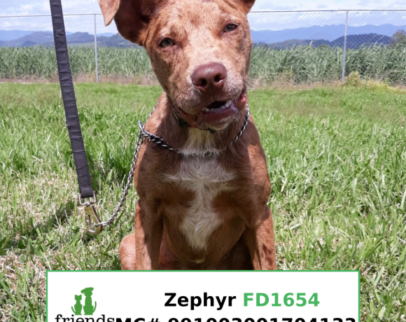 Zephyr (Adopted)