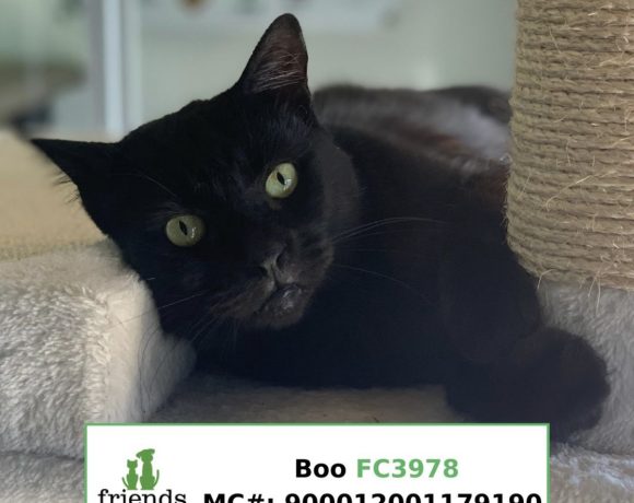 Boo (Adopted)