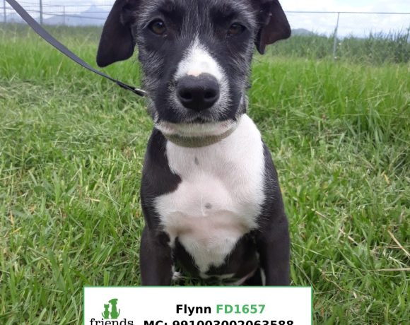 Flynn (Adopted)