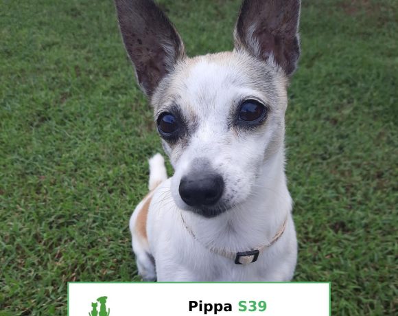 Pippa (Adopted)