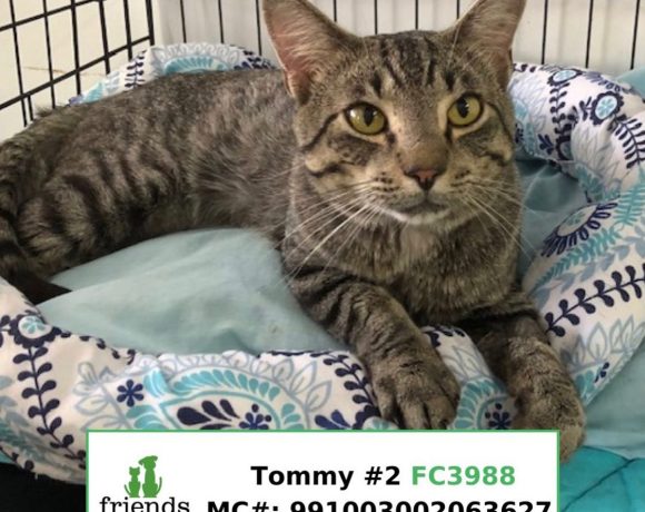 Tommy (Adopted)