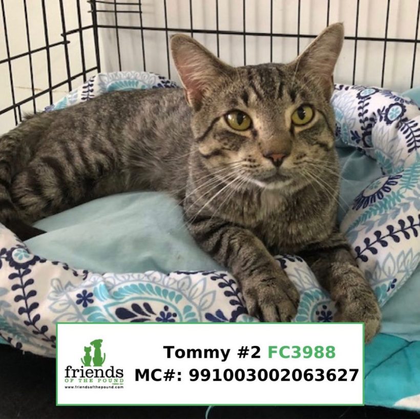Tommy (Adopted)