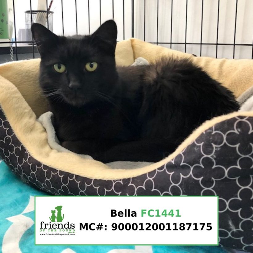Bella (Adopted)