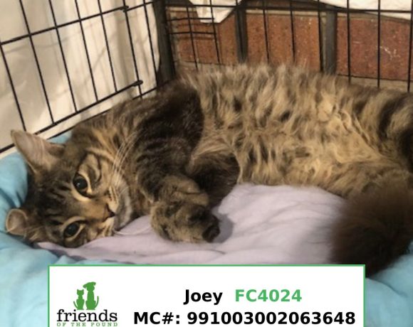 Joey (Adopted)