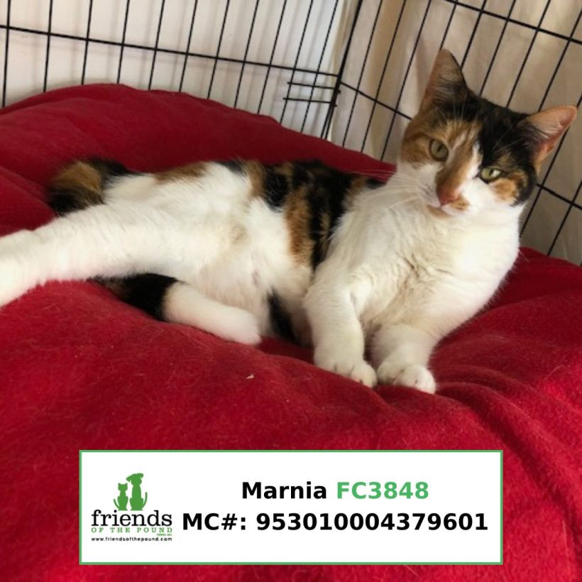 Marnia (Adopted)