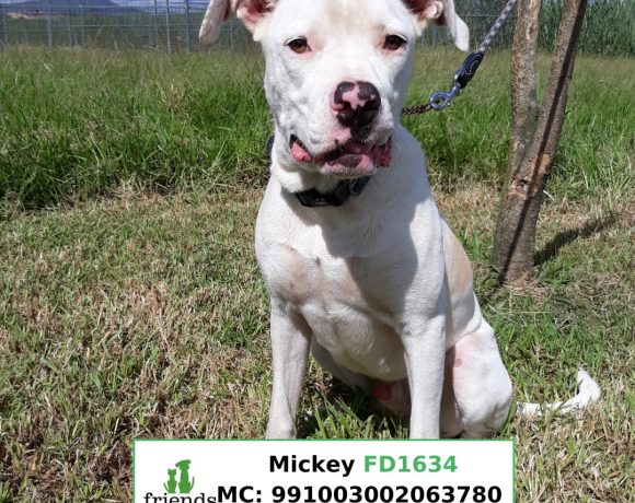 Mickey (Adopted)