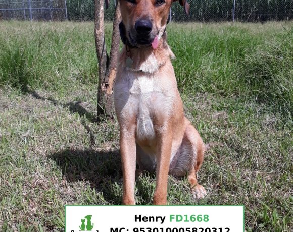 Henry (Adopted)
