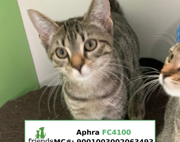 Aphra (Adopted)