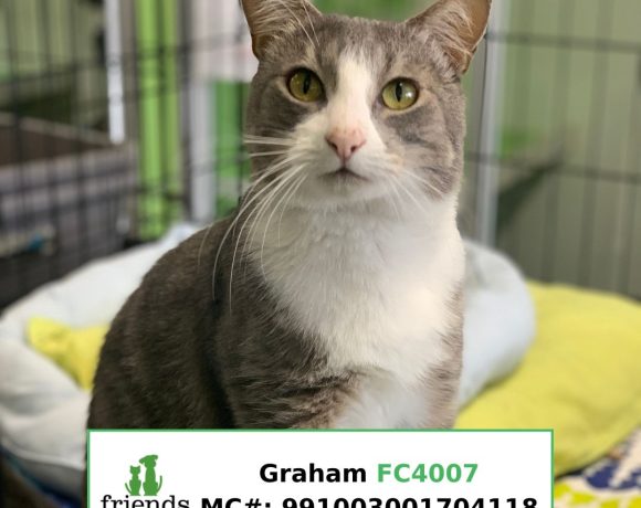 Graham (Adopted)