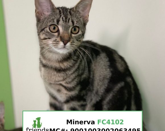 Minerva (Adopted)