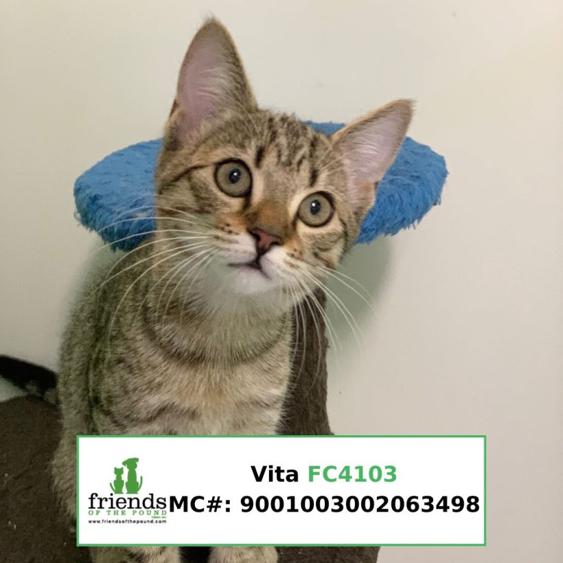Vita (Adopted)