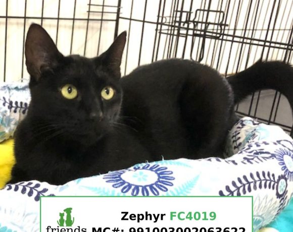 Zephyr (Adopted)