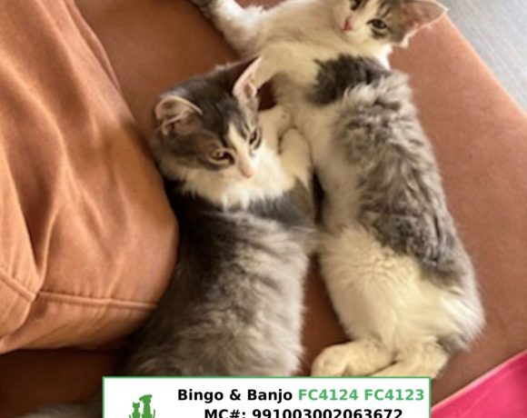 Bingo & Banjo (Adopted)