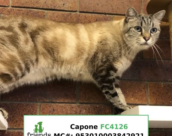 Capone (Adopted)