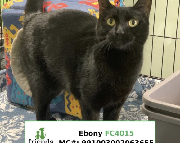 Ebony (Adopted)