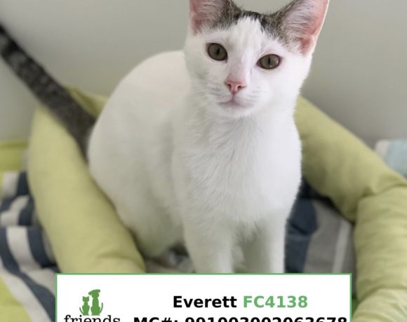Everett (Adopted)