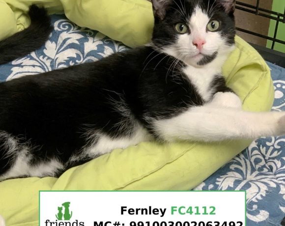 Fernley (Adopted)