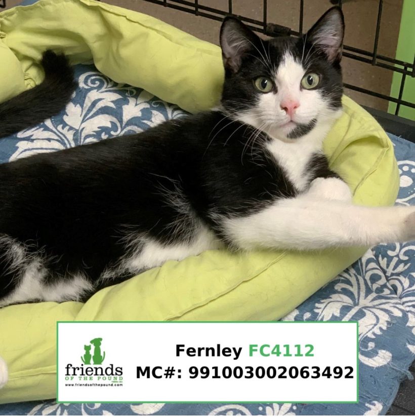Fernley (Adopted)