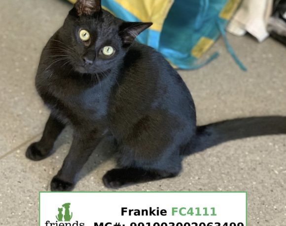 Frankie (Adopted)