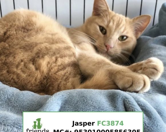 Jasper (Adopted)