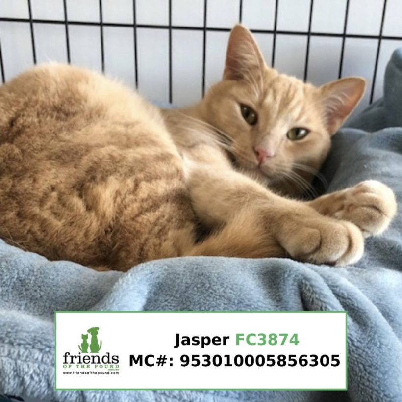 Jasper (Adopted)