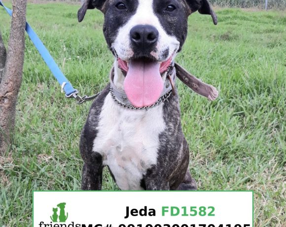 Jeda (Adopted)