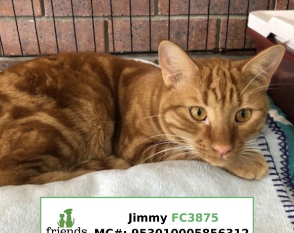 Jimmy (Adopted)