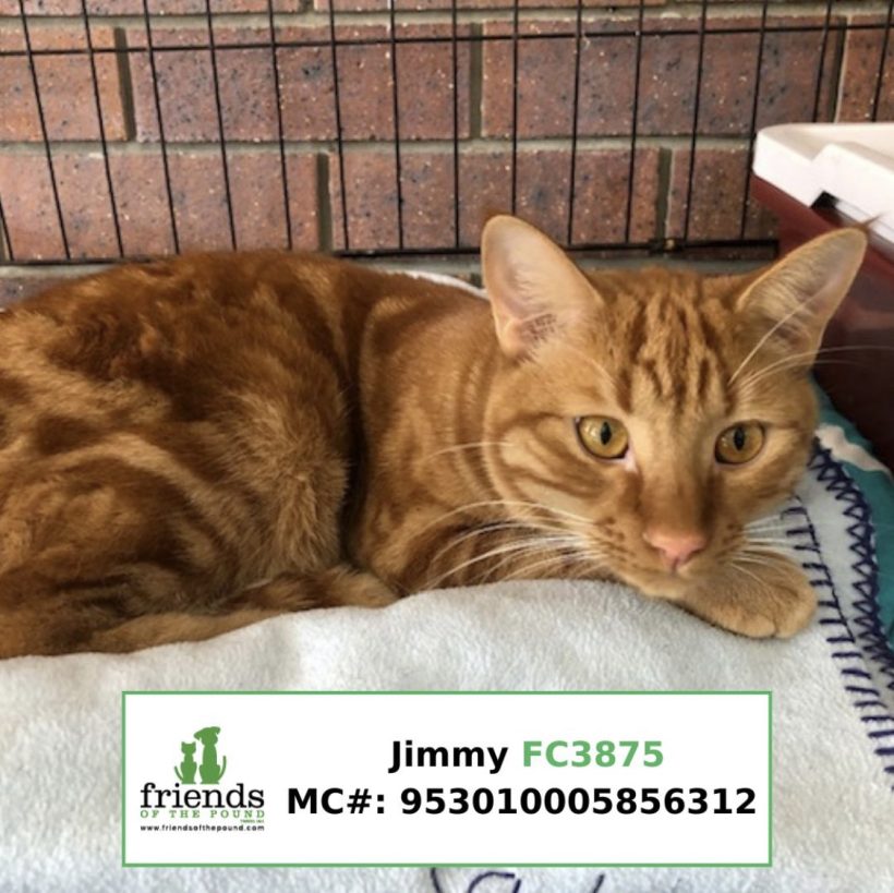 Jimmy (Adopted)
