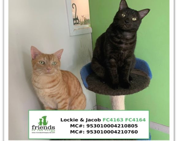 Lockie & Jacob (Adopted)