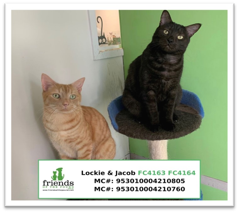 Lockie & Jacob (Adopted)