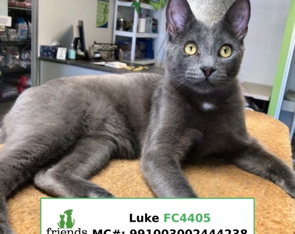 Luke (Adopted)