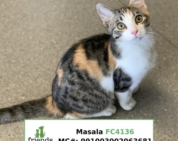 Masala (Adopted)