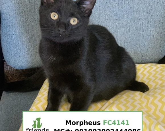 Morpheus (Adopted)