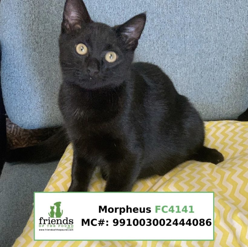 Morpheus (Adopted)