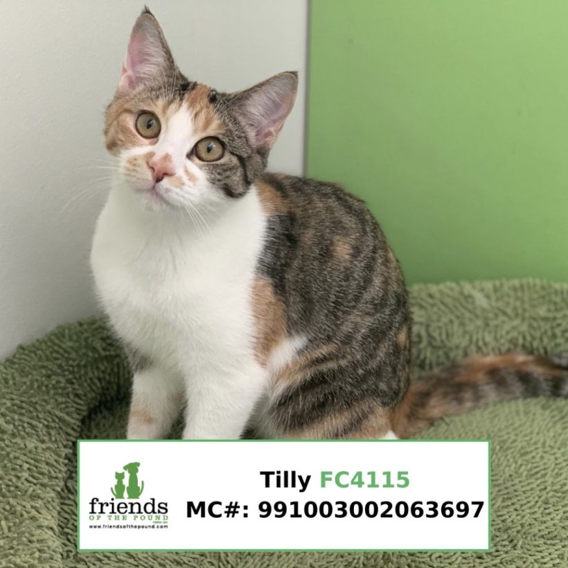 Tilly (Adopted)