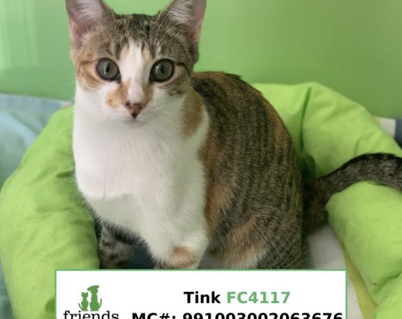 Tink (Adopted)
