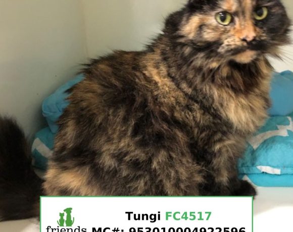 Tungi (Adopted)