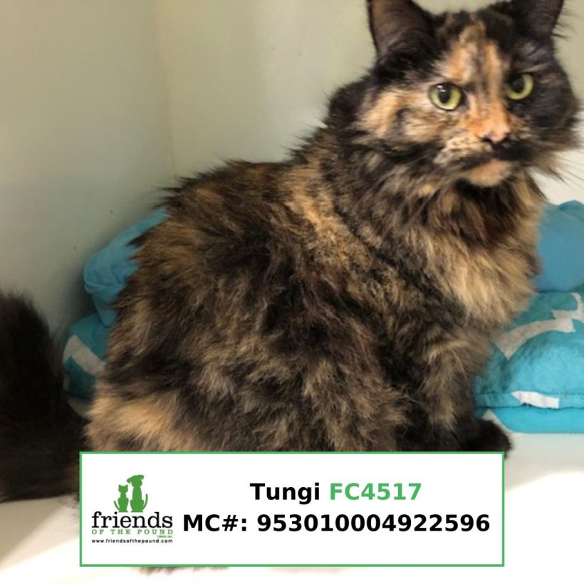 Tungi (Adopted)