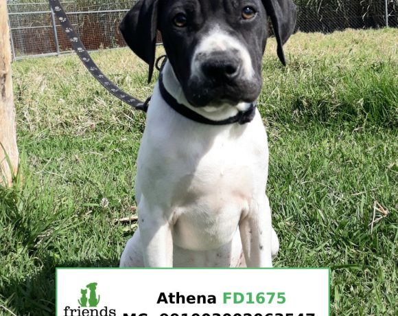 Athenia (Adopted)